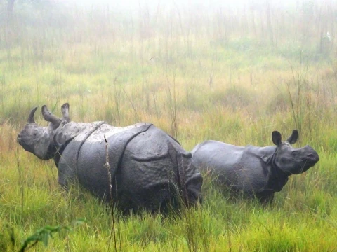 Top Wildlife Adventures in Nepal You Should Experience